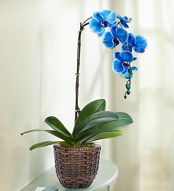 Beautiful Blue Phalaenopsis Orchid